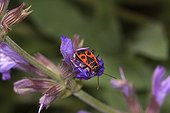 Fire bug on a flower