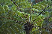Tree Fern Mount Kinabalu National Park Malaysia
