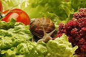 Escargot de Bourgogne dans une salade 