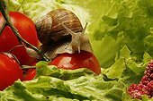 Escargot de Bourgogne dans une salade 