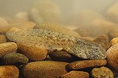 Tadpole of Midwife toad on the bottom of a pond Spain