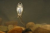 Tadpole of Midwife toad swimming Spain