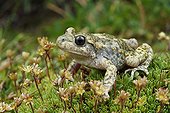 Midwife toad on a carpet Spain