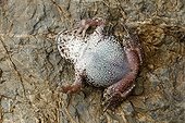 Midwife toad feigning death Spain
