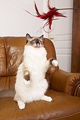 Young Ragdoll stood playing with a feather on a sofa