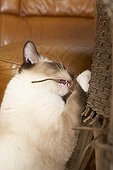 Young Ragdoll beeing teeth on a rattan armchair