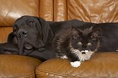 German Dogue lying with a Maine Coon kitten on a sofa