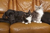 German Dogue lying with Maine Coon kittens on a sofa