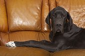 Dogue allemand seul couché sur un canapé en cuir