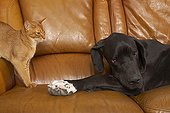Abyssin cat and German Dogue resting on a sofa