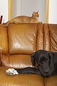 Abyssin cat and German Dogue resting on a sofa