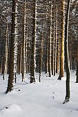 Snowy undergrowth of spruce plantation Vosges France