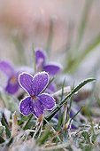 Fleur de Violette couverte de givre au printemps France ; Localisation: Obernai.