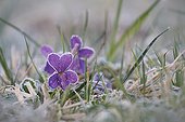 Violettes sous le givre au printemps Obernai France