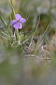 Fonte du givre sur une fleur de Violette au printemps France ; Localisation: Obernai.