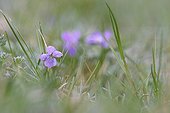 Fonte du givre sur une fleur de Violette au printemps France ; Localisation: Obernai