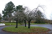 Ornamental cherry trees on roundabout in winter Dinan   ; 'Cherry tree at four seasons' sequence  