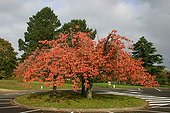 Ornamental cherry trees on roundabout in autumn France ; Location: Dinan. 