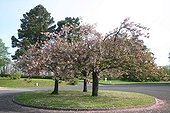 Ornamental cherry trees on roundabout at spring France ; Location: Dinan. 
