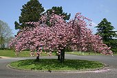 Ornamental cherry trees on roundabout at spring France ; Location: Dinan. 