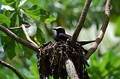 Brown noddy nesting