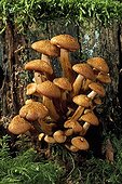 Tuft of Ringless honey mushrooms on a dead stump