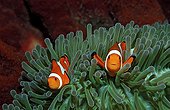Clown anemonefishes Indian Ocean Bali Indonesia