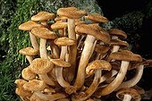 Tuft of Ringless Honey Mushrooms on a stump Essonne France