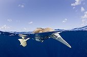 Young Brown Booby fishing Bikini Atoll Marshall Islands