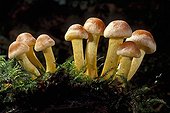 Sulphur Tufts in the moss Essonne France