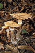 Honey mushrooms in broad leaved trees undergrowth France