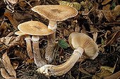 Honey mushrooms in broad leaved trees undergrowth France