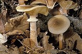 Honey mushrooms in broad leaved trees undergrowth France
