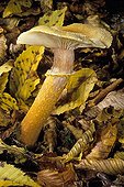 Mature Honey Mushroom in broad leaved trees France
