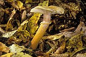 Mature Honey Mushroom in broad leaved trees France