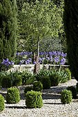 Common box topiaries and cypress in a garden of Provence