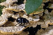 Dung beetle on a Bitter bracket Essonne France