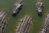 Nil crocodiles in a farm in DjerbaTunisia 