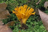 Yellow stagshorn in the moss Essonne France ; Inedible