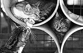 Cats sleep in rollers Refuge of Beauregard France  ; City: Nevers Saint-Eloi 