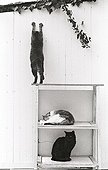 Cats on a shelf Refuge of Beauregard France  ; City: Nevers Saint-Eloi 