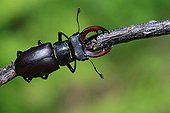 Stag beetle on branch in summer Lozère 