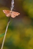 Butterfly in summer Lozère 