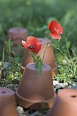 Corn poppies and flowerpots in a garden of Provence France