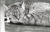 Cat asleep Refuge of Beauregard France  ; City: Nevers Saint-Eloi 
