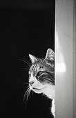 Portrait cat Refuge of Beauregard France  ; City: Nevers Saint-Eloi 