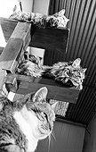 Cats resting Refuge of Beauregard France  ; City: Nevers Saint-Eloi 