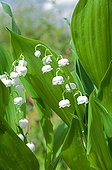 Lily-of-the-valley in a garden in spring