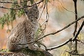 Eurasian Lynx sitting in NP Bayerischer Wald Germany  ;  