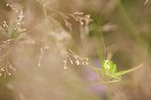 Speckled bush-cricket in the green grass in forest Aube